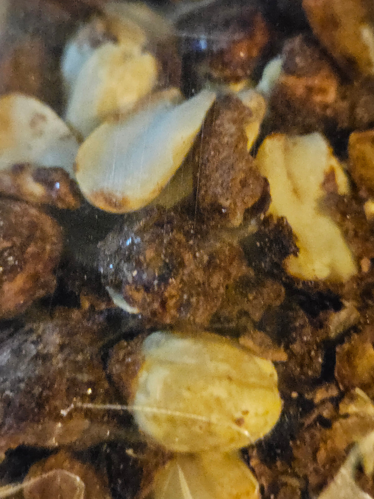 Mexican Chocolate Peanuts