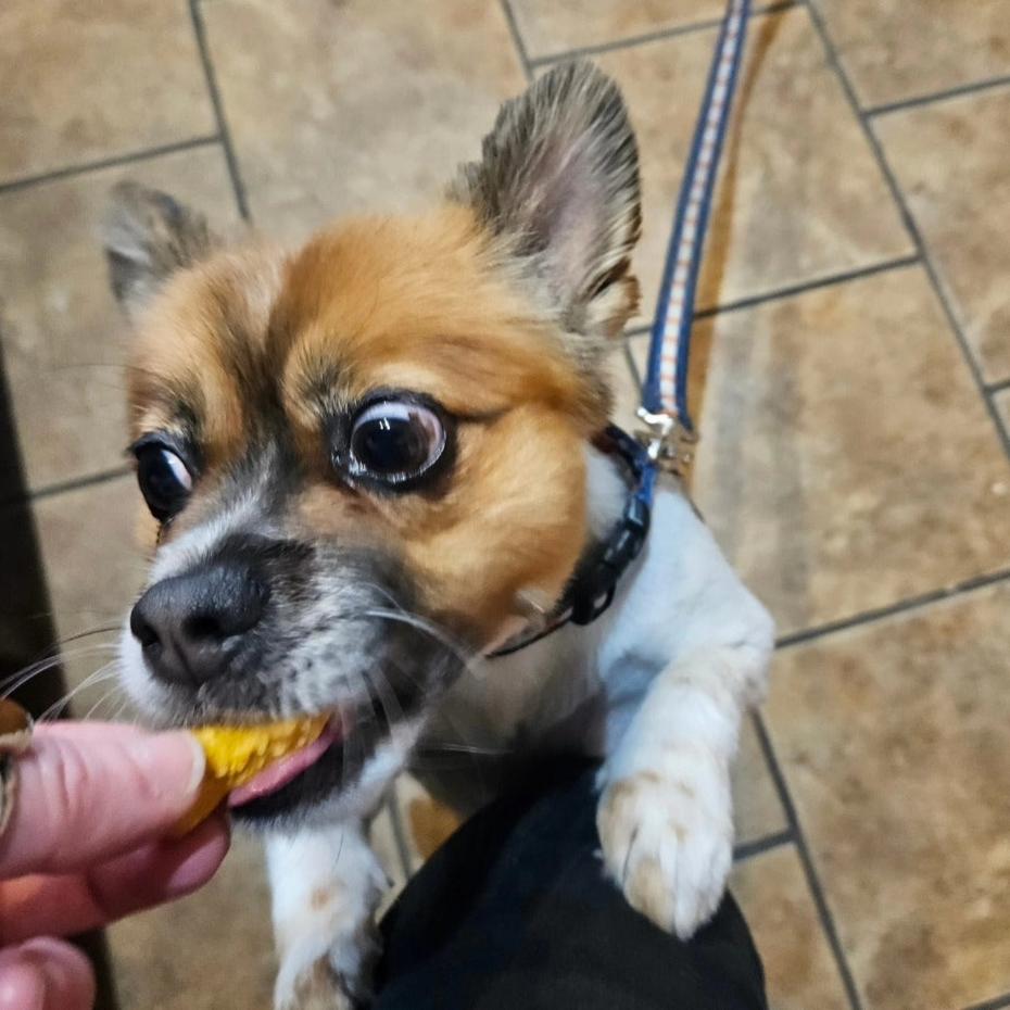 Pumpkin Oatmeal Vegan Dog Treats