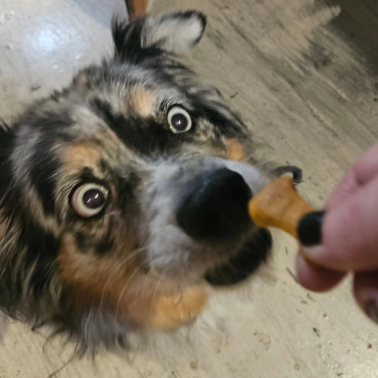 Peanut Butter Vegan Dog Treats