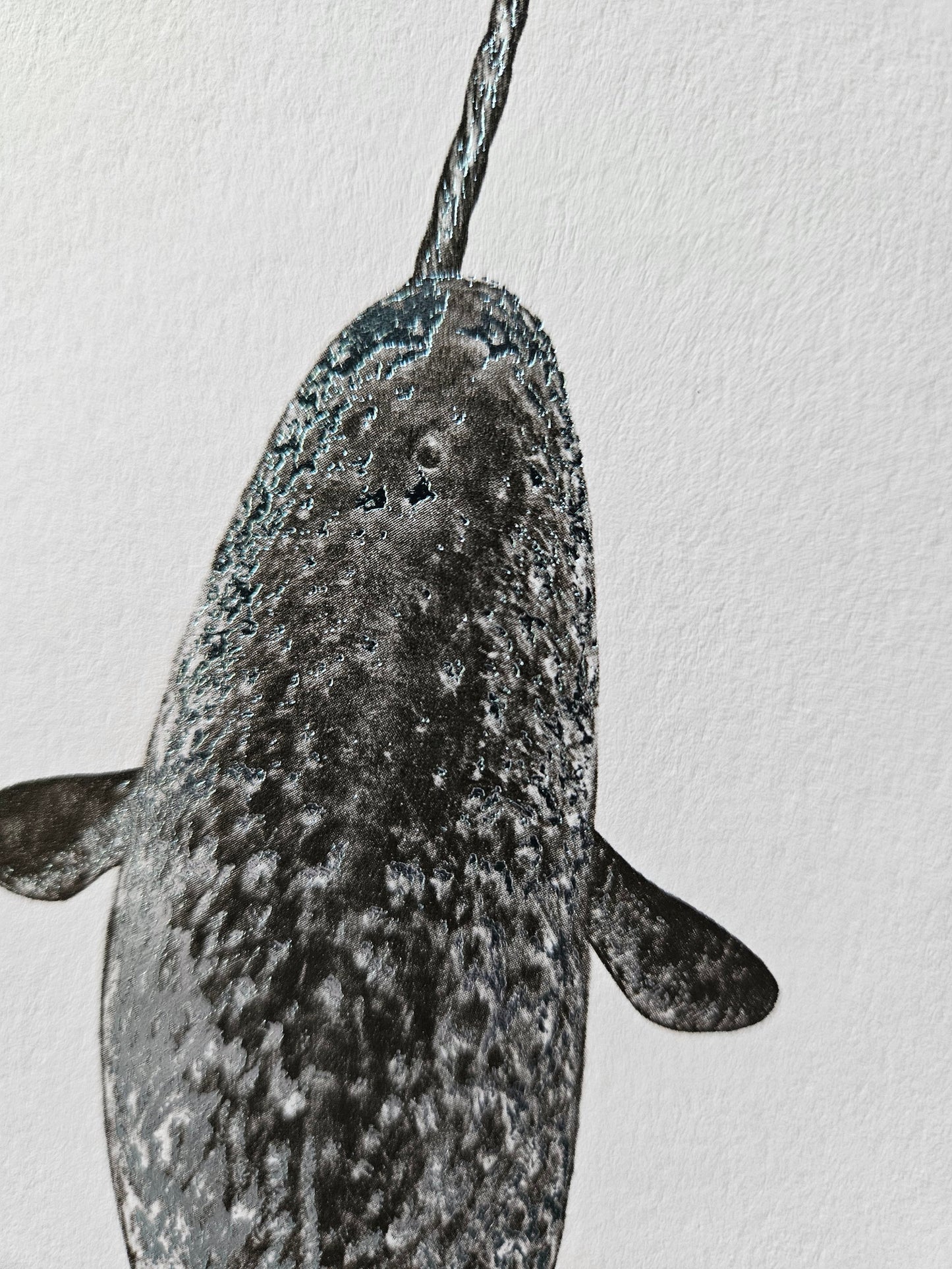 Narwhal Card